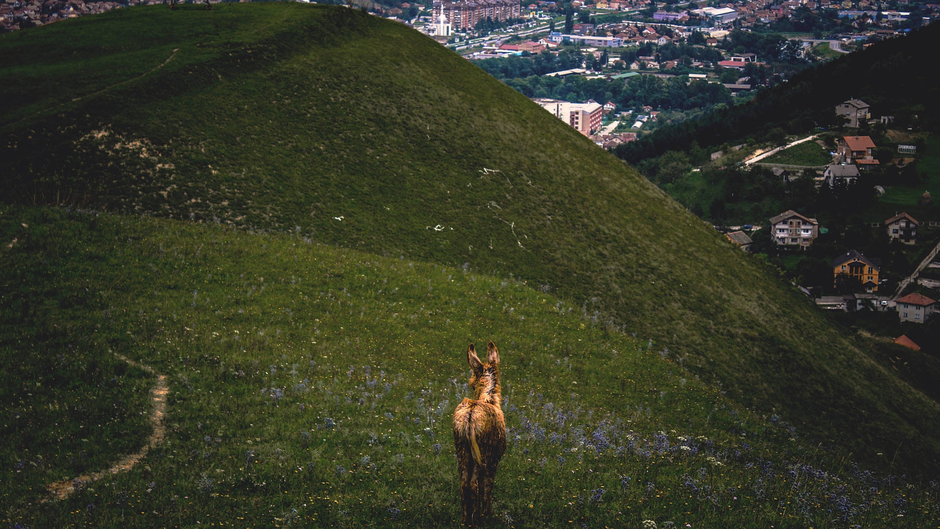 Brown Donkey On The Hillside Wallpaper