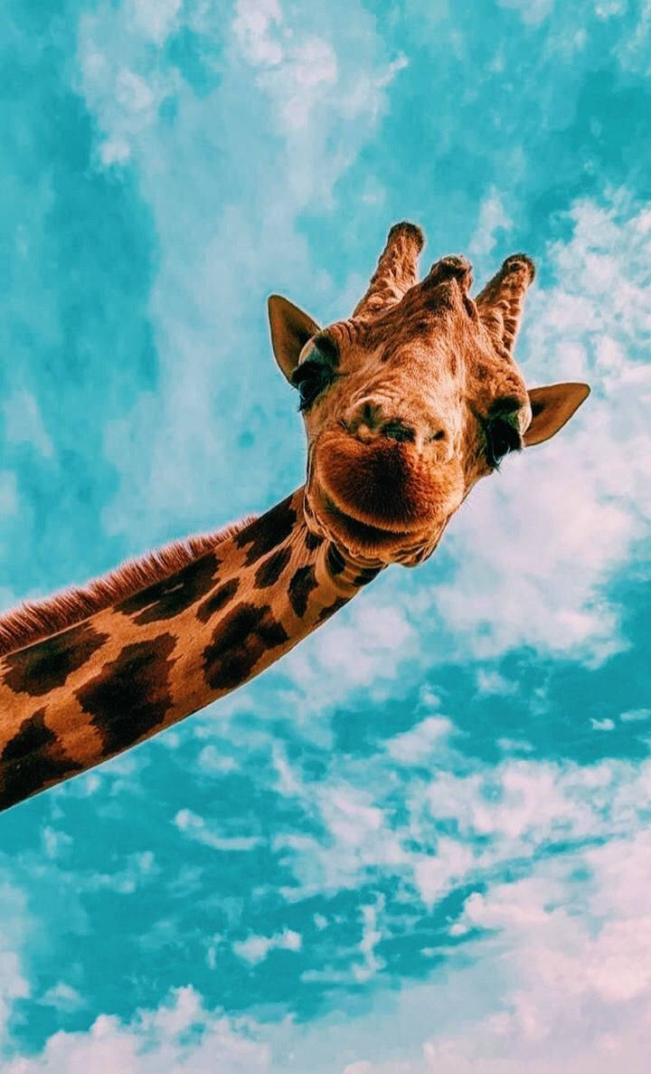 Brown Giraffe Blue Sky Cute Iphone Wallpaper