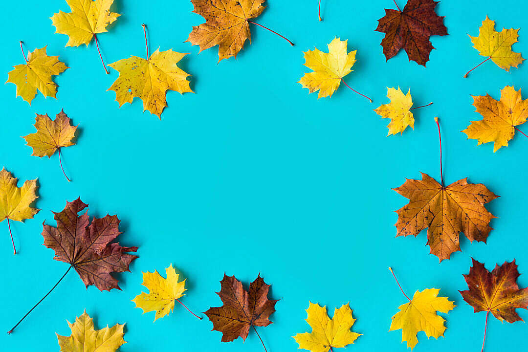 Brown Maple Leaves Beautiful Autumn Desktop Wallpaper