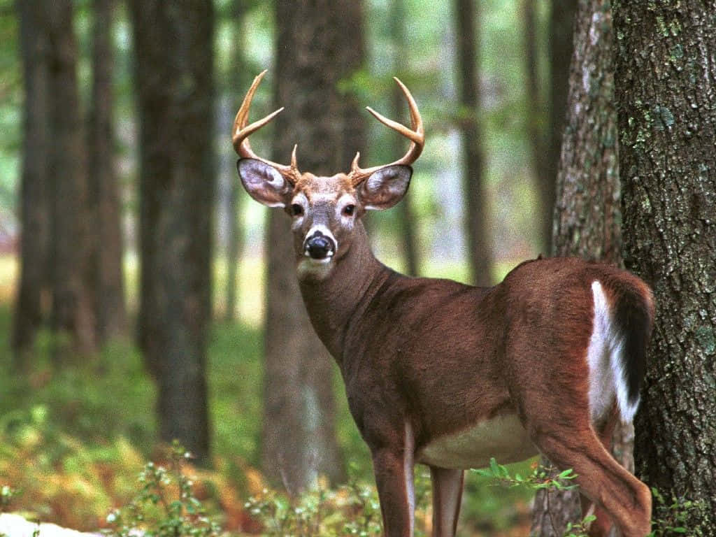 Buck Looks At Camera Wallpaper