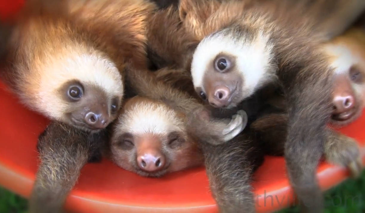 Bunch Of Baby Sloths Wallpaper
