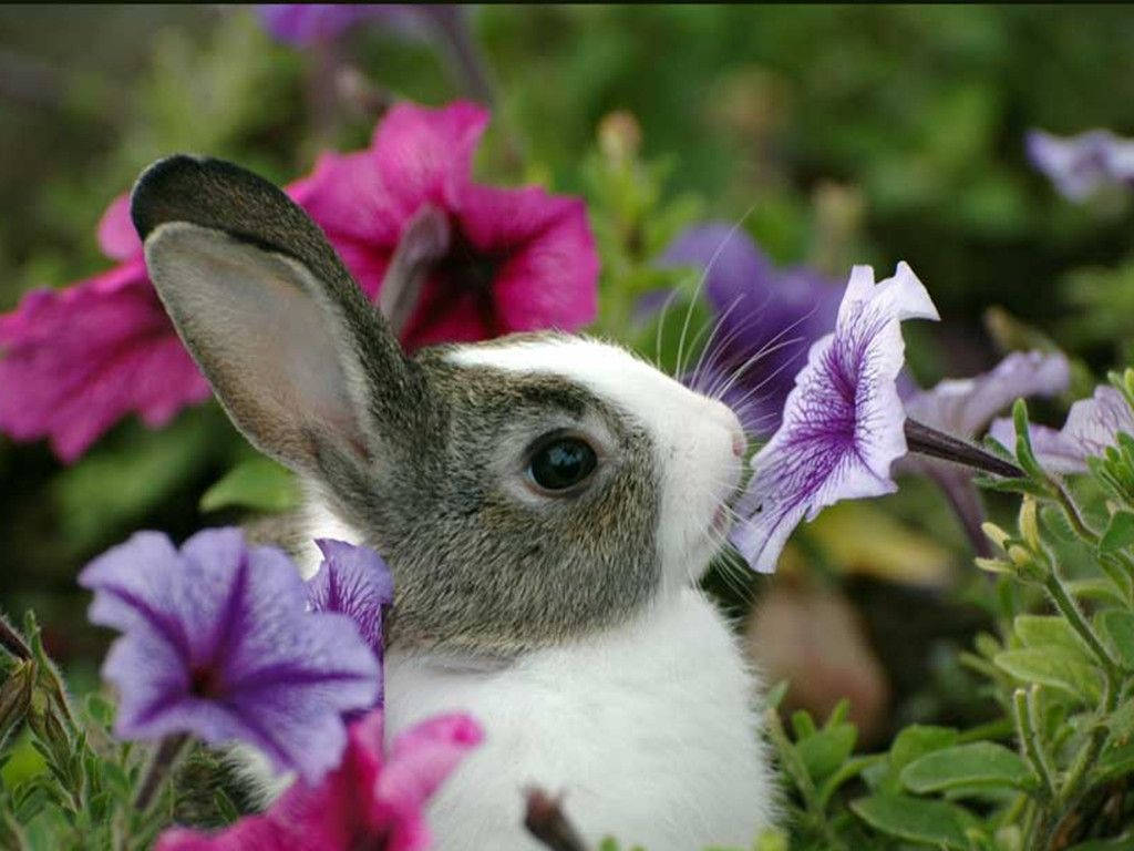Bunny Smelling Flowers Wallpaper
