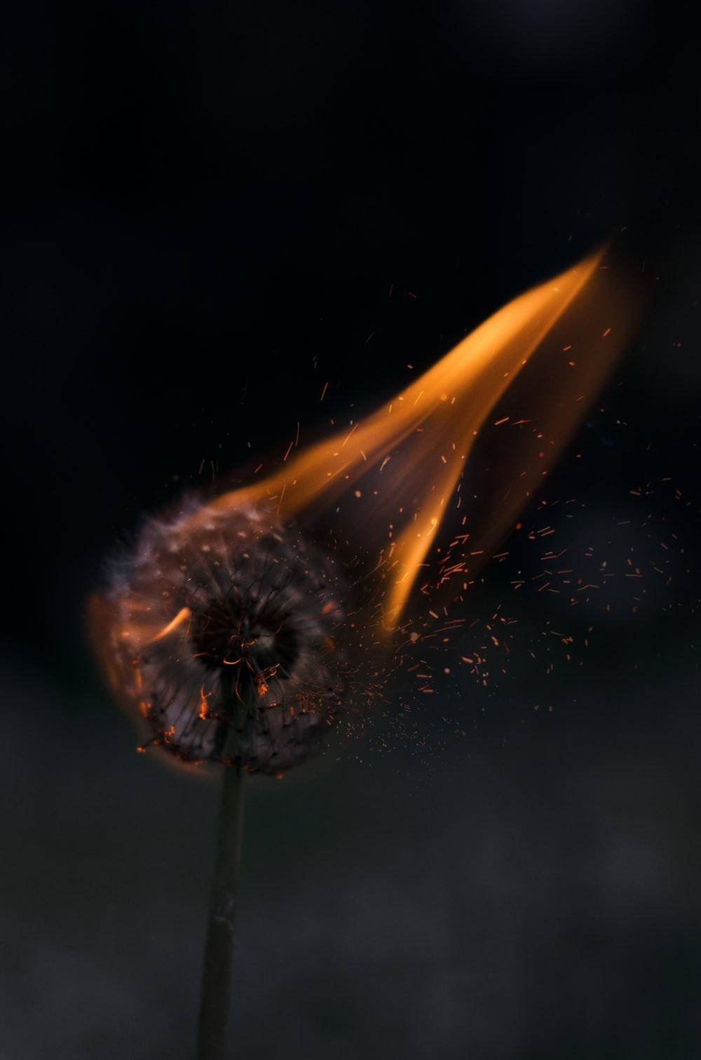 Burning Dandelion Flower Dark Mode Wallpaper