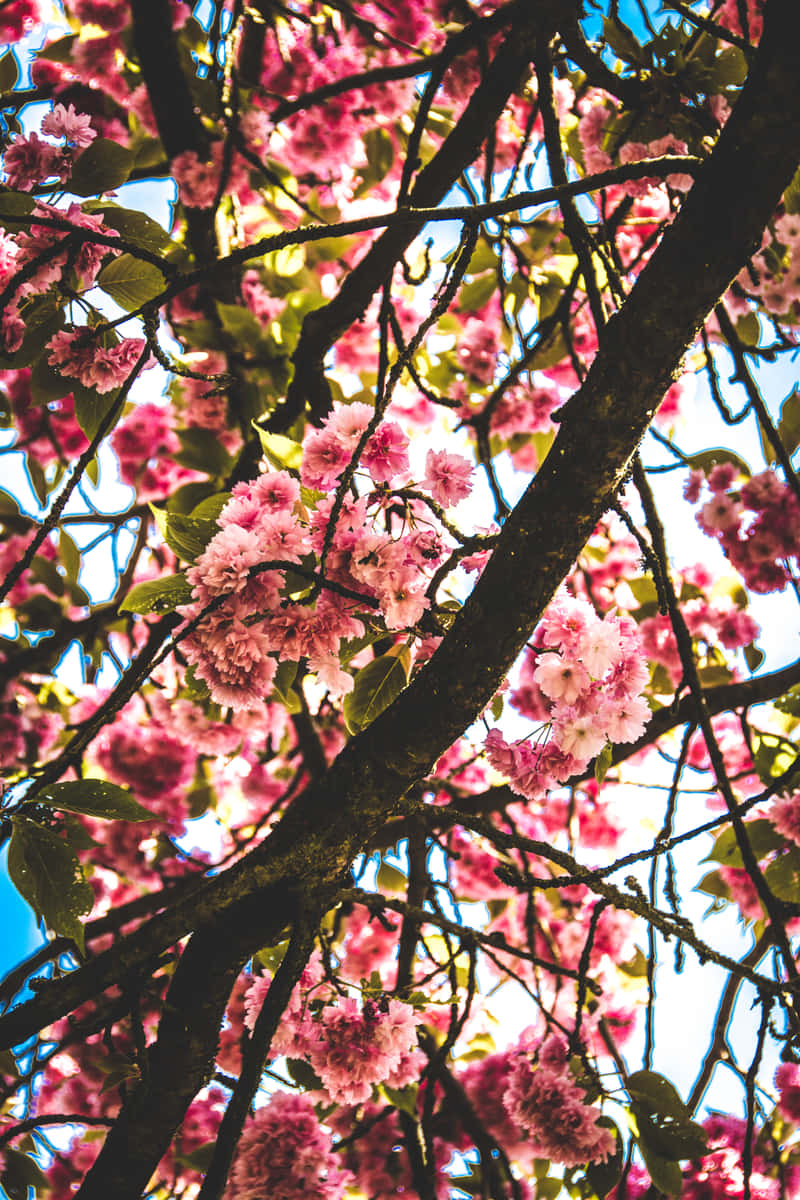 Burst Of Blooming Pink Cherry Blossom Wallpaper