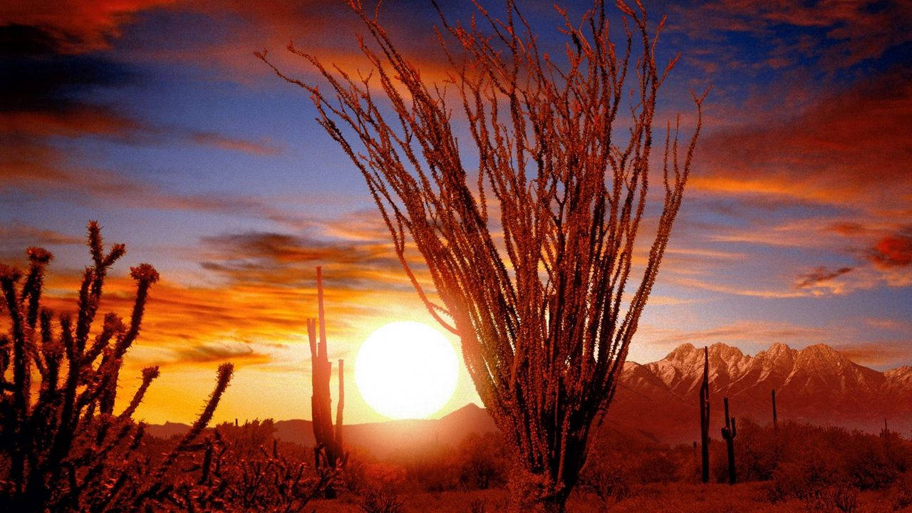 Bushes And Desert Sun Wallpaper