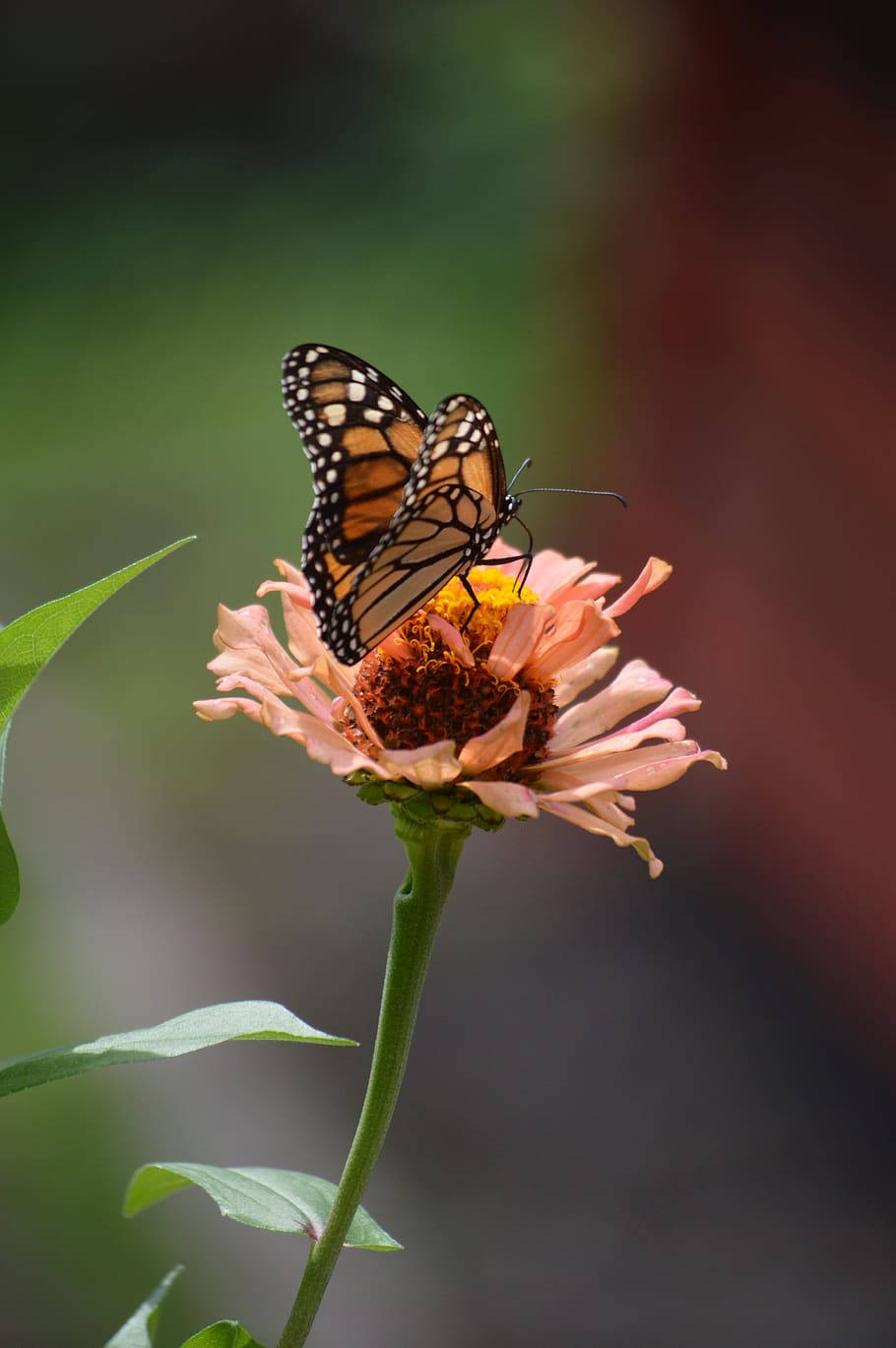 Butterfly On Dried Pink Flower Wallpaper