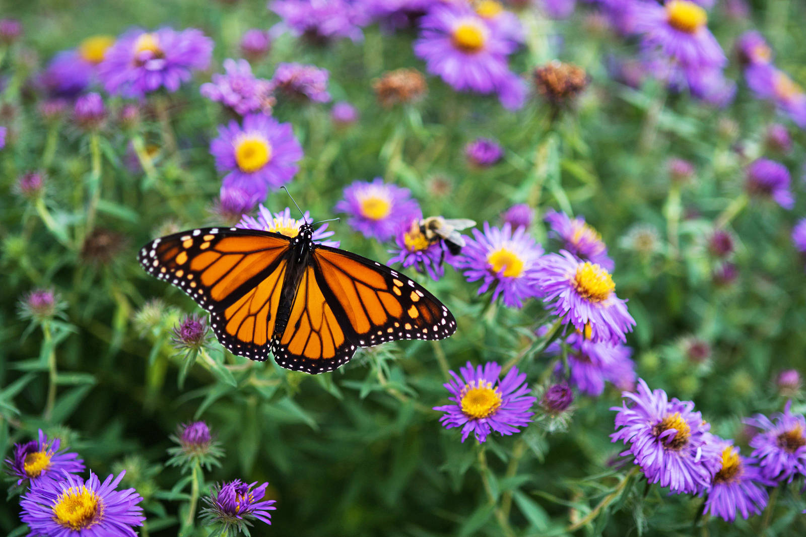 Butterfly On Flower Monarch Wings Wallpaper