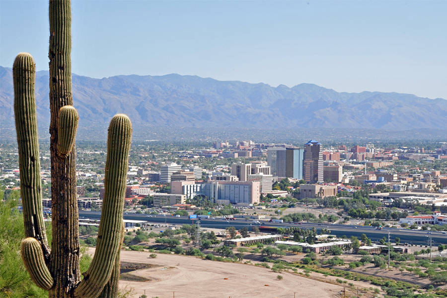 Cactus And The Tucson View Wallpaper