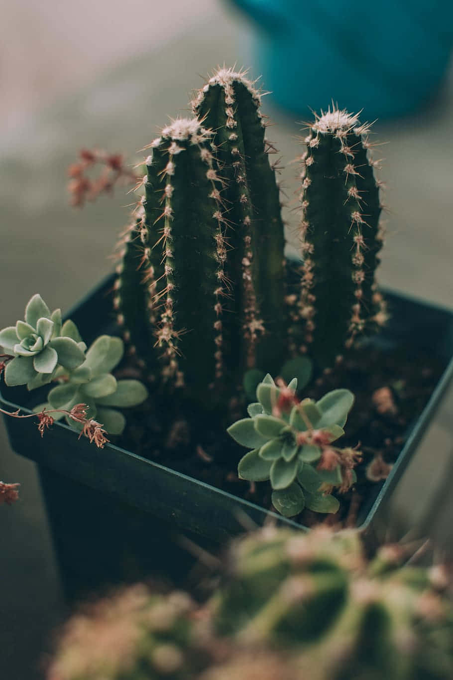 Cactus Flower In Green Pot Wallpaper