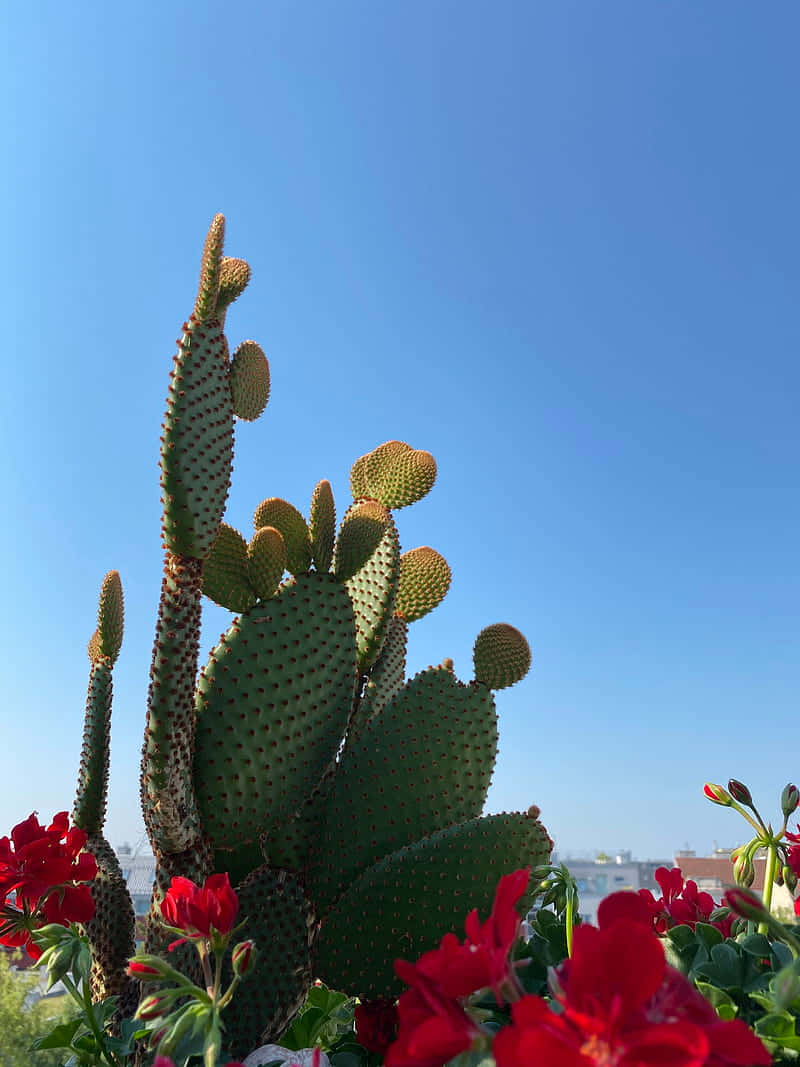 Cactus Flower Of Barbary Fig Wallpaper