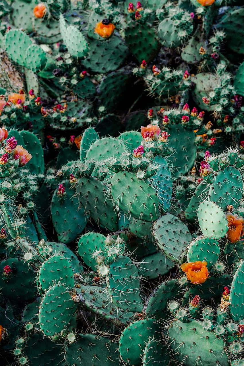 Cactus Flower Of Pachycereus Wallpaper