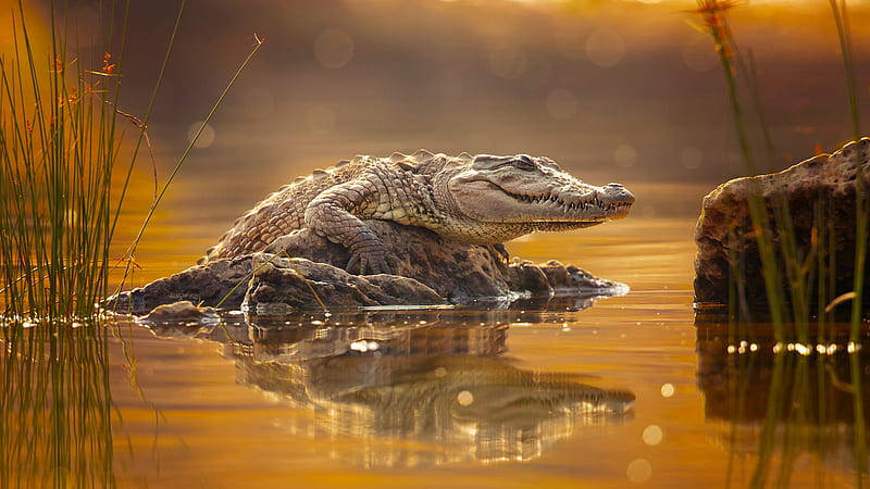 Caiman On The Rocks Wallpaper