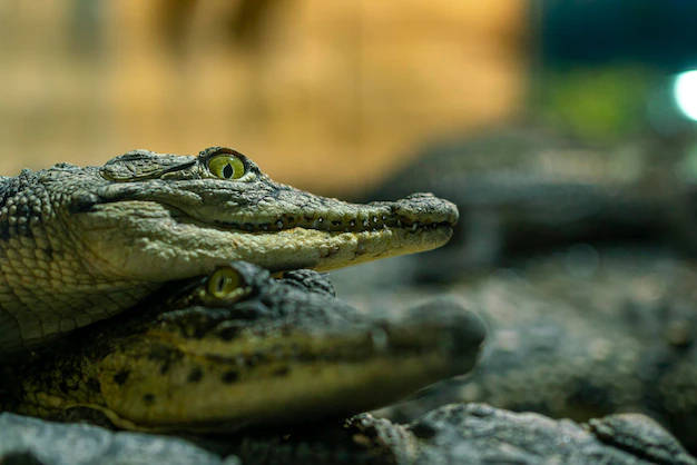 Caiman On Top Of Another Wallpaper