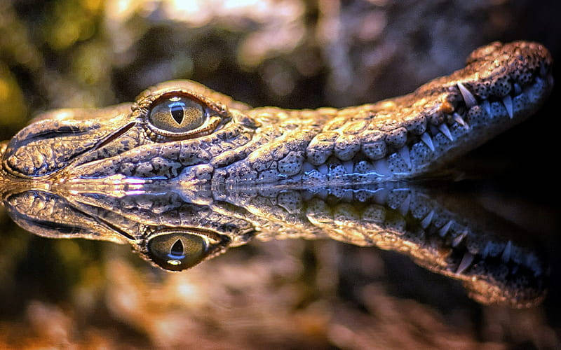 Caiman's Snout Casts Reflection Wallpaper