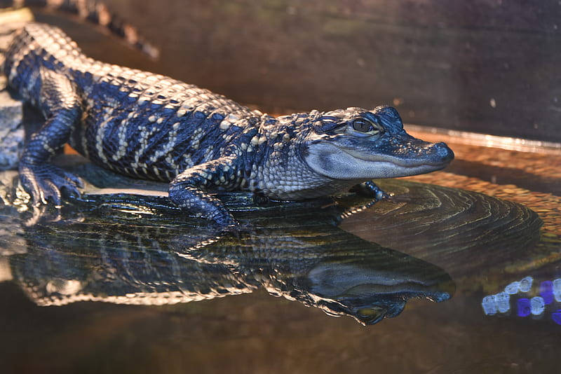 Caiman Walks On Water Wallpaper