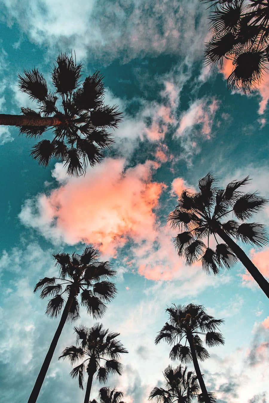 California Palm Trees Pattern Iphone Wallpaper