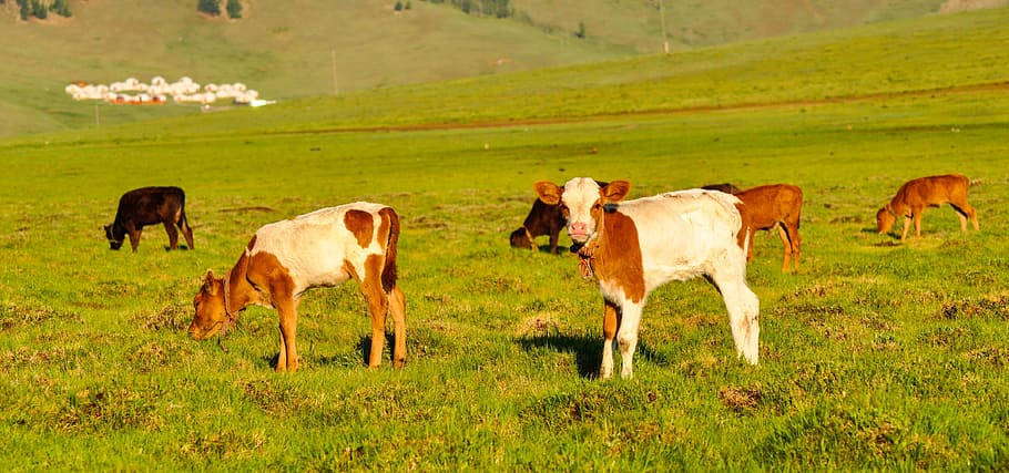 Calves In The Grassland Of Mongolias Wallpaper