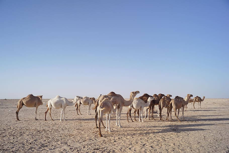 Camels Of Mauritania Wallpaper