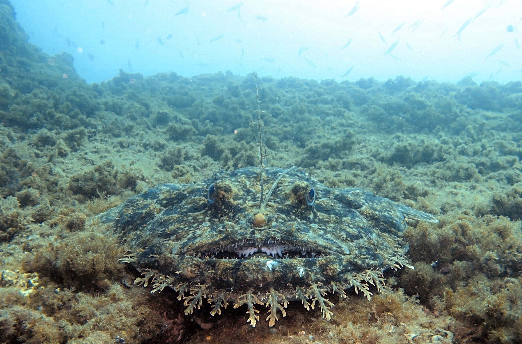 Camouflaged Monkfish Underwater Wallpaper