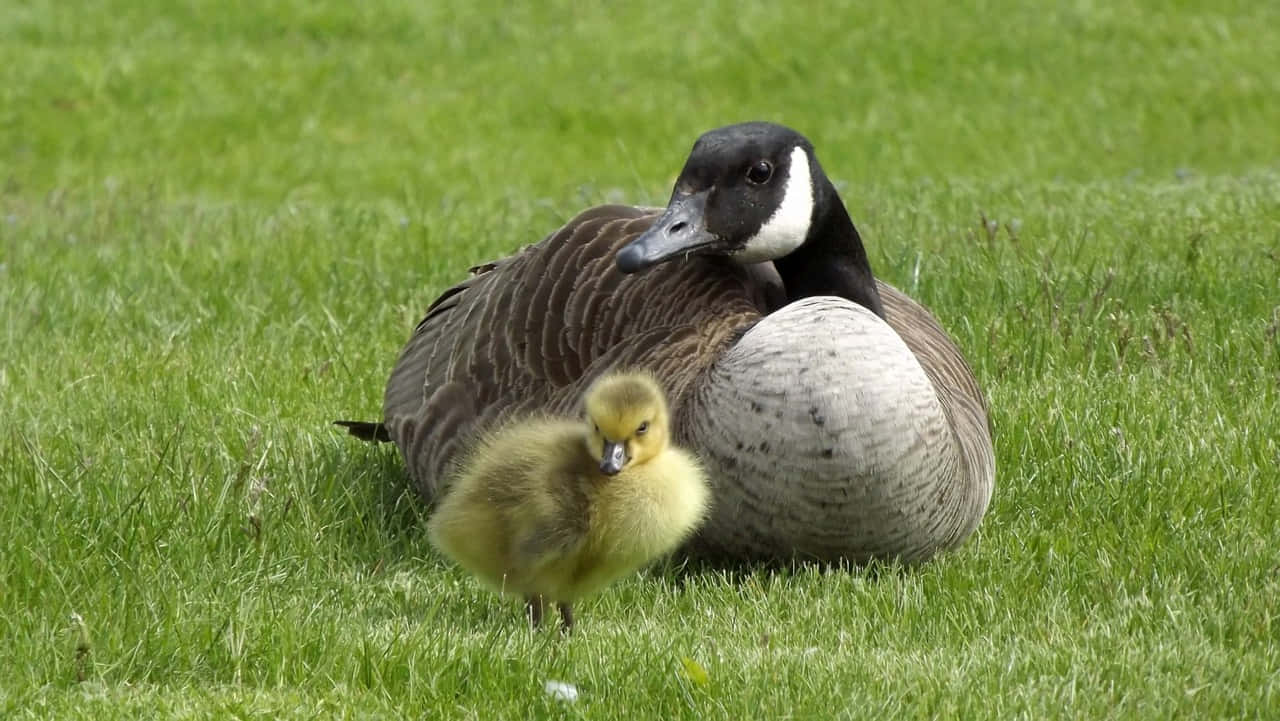 Canada Goose Mother Bird Wallpaper