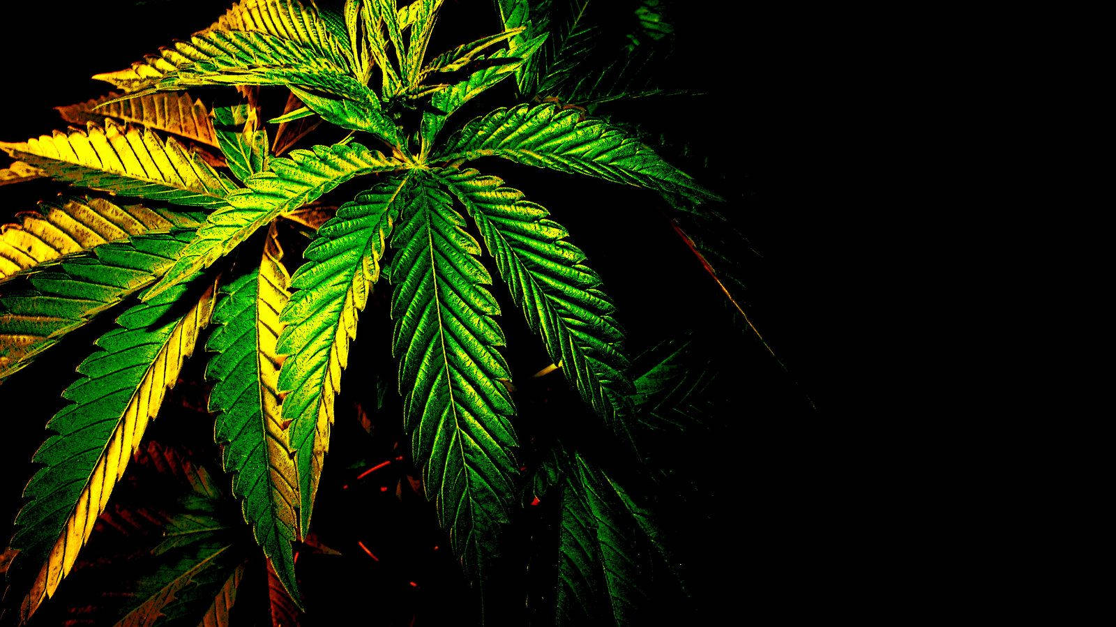 Cannabis In The Dark Wallpaper