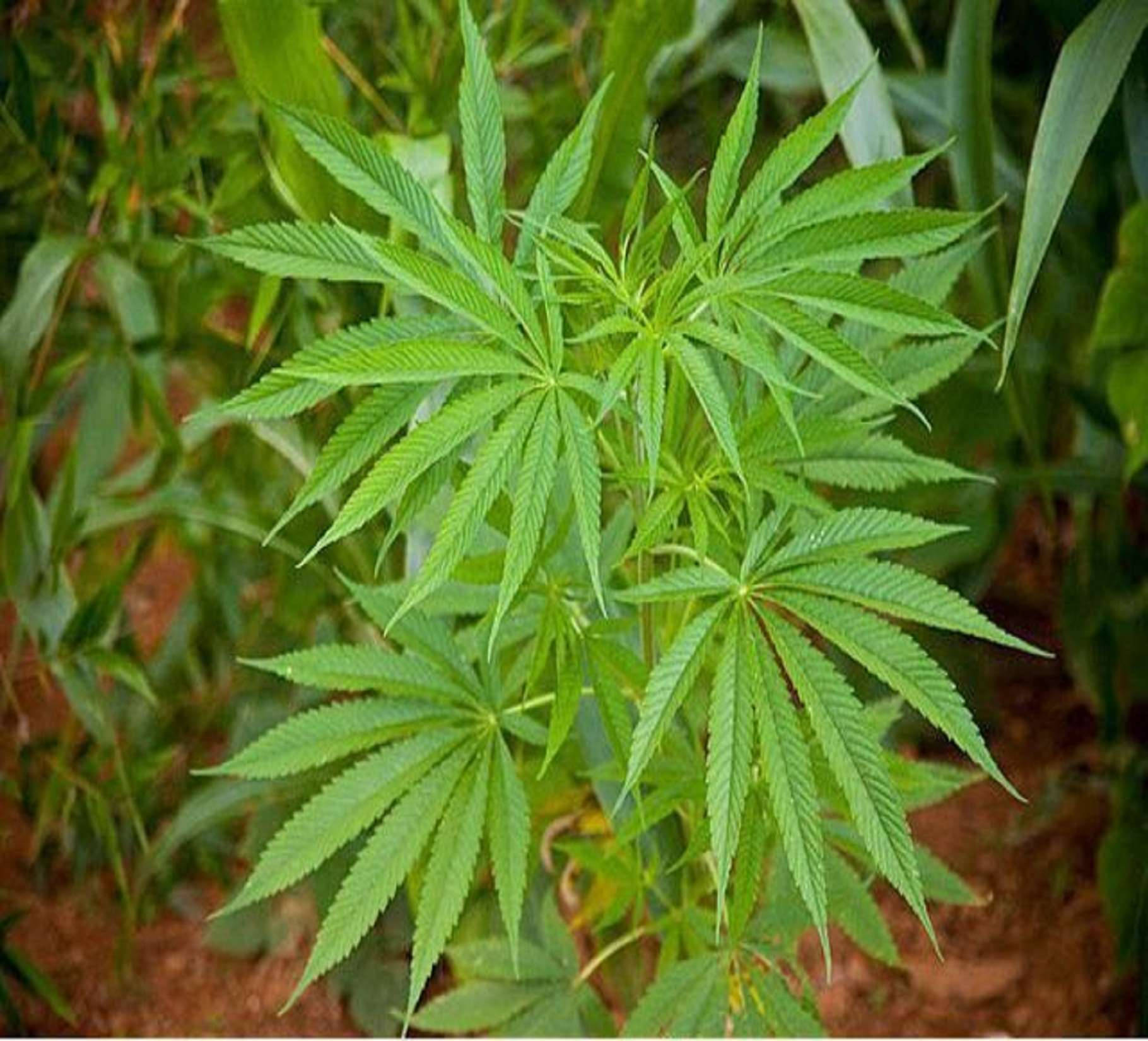 Cannabis Leaves Pile Wallpaper