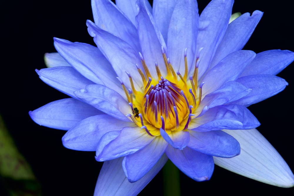 Cape Water Lily Wallpaper
