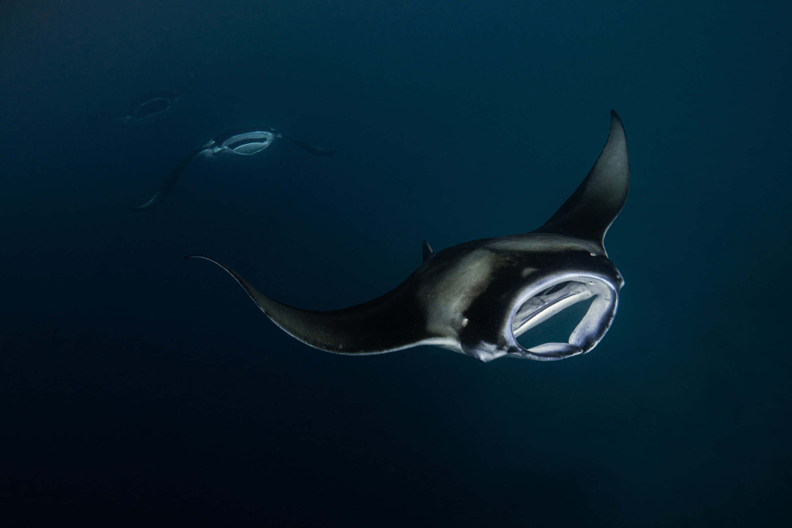 Caption: A Majestic Glide - Manta Ray In Deep Blue Sea Wallpaper