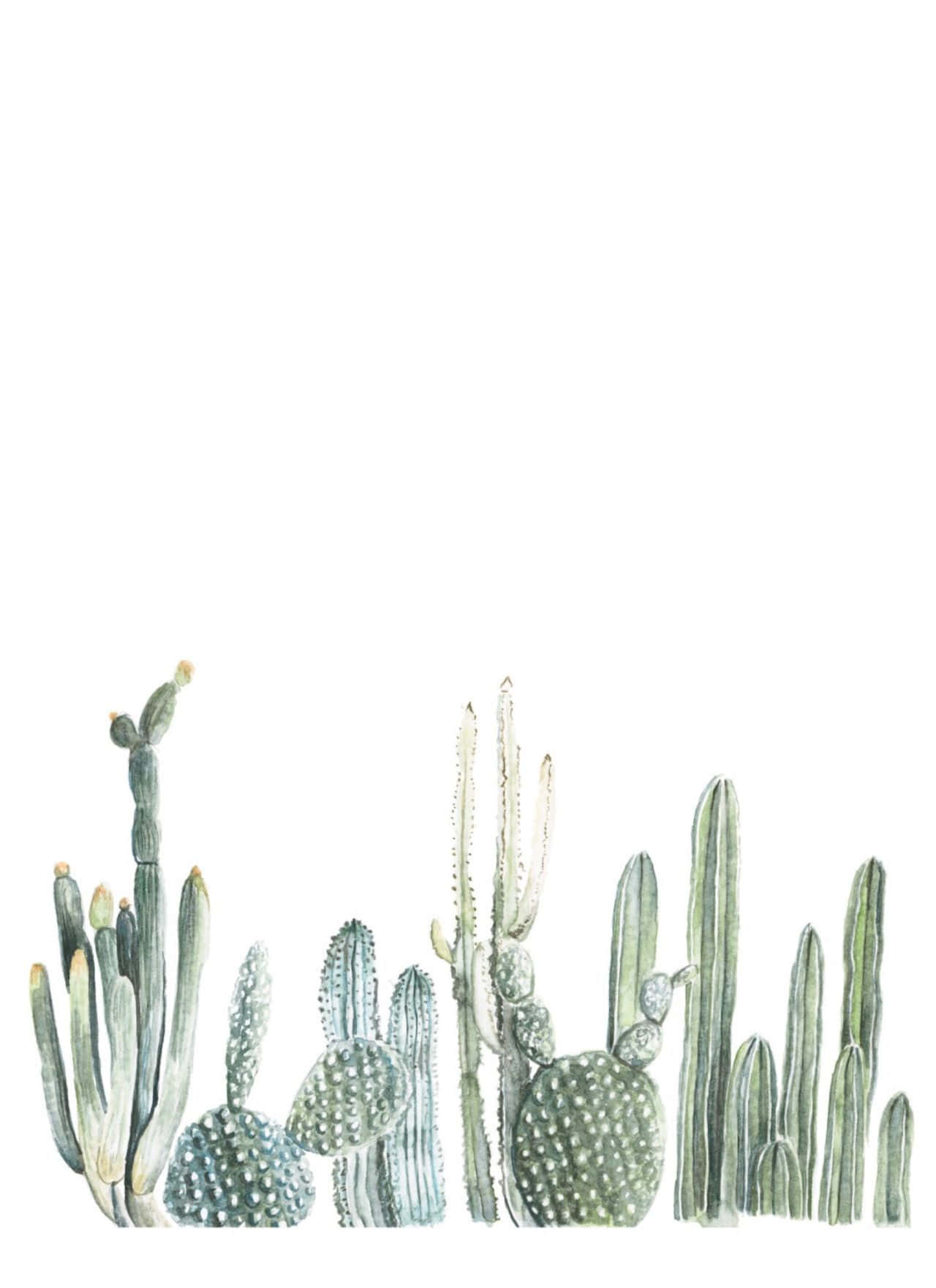 Caption: Captivating Beauty Of Aesthetic Cactus Wallpaper