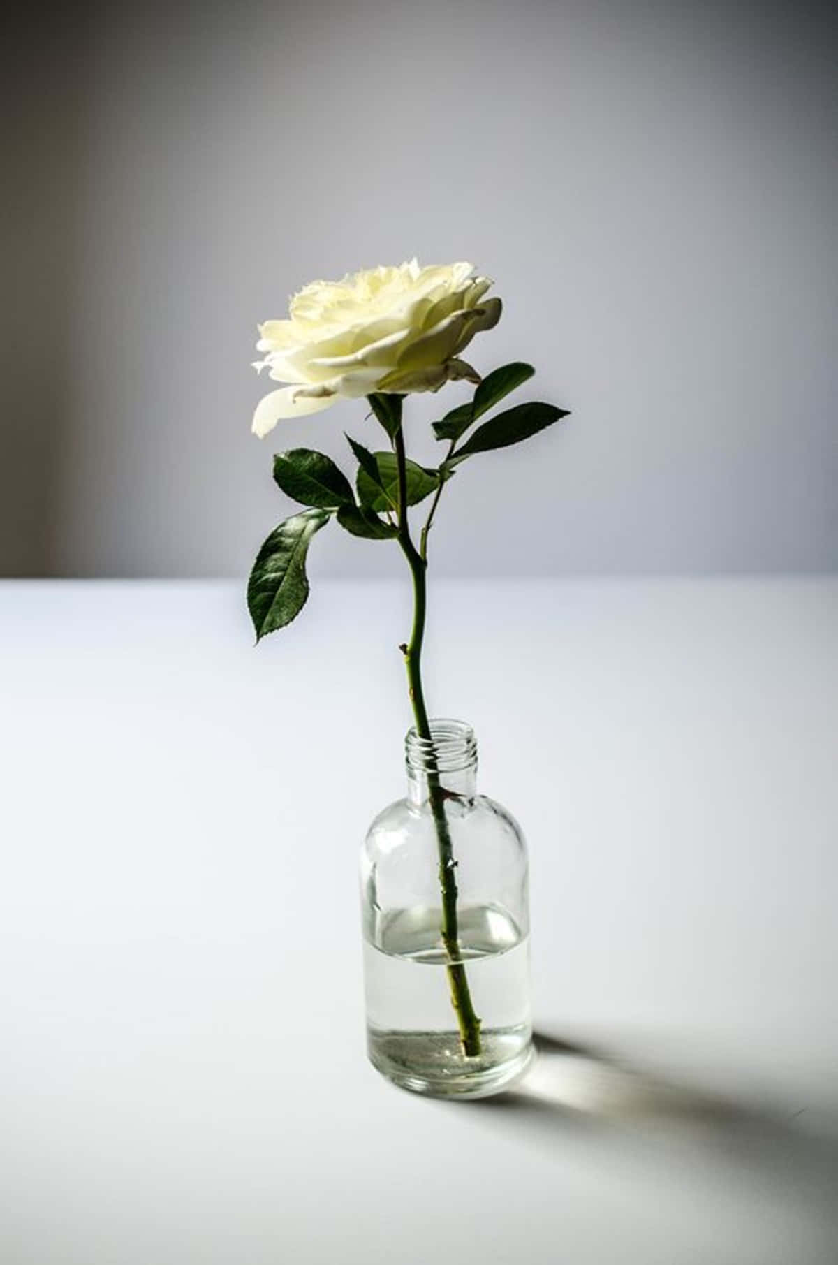 Caption: Elegance In Simplicity - A White Rose In Bloom Wallpaper