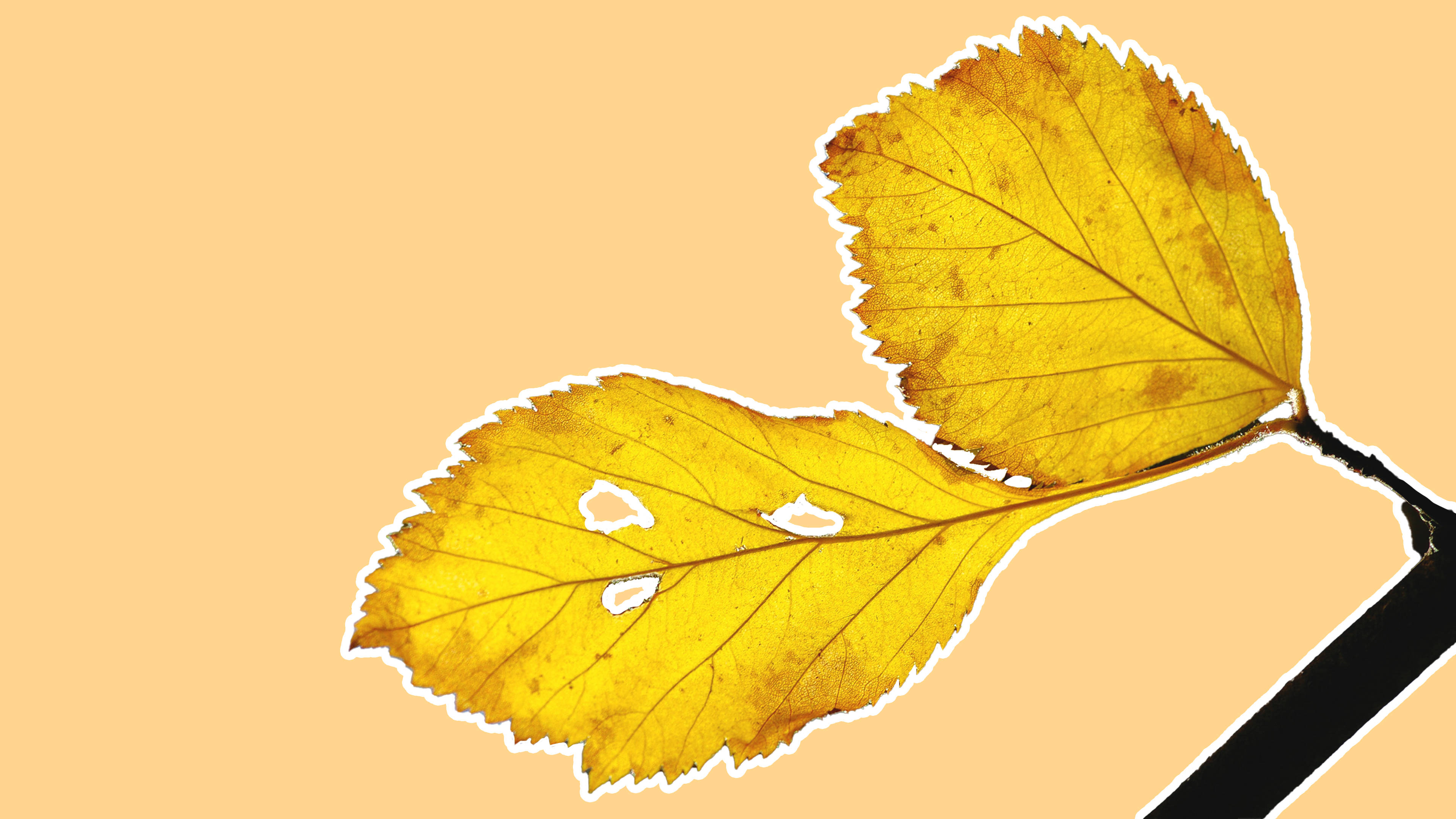 Caption: Enchanting Minimalistic Depiction Of Yellow Plant Leaves Wallpaper