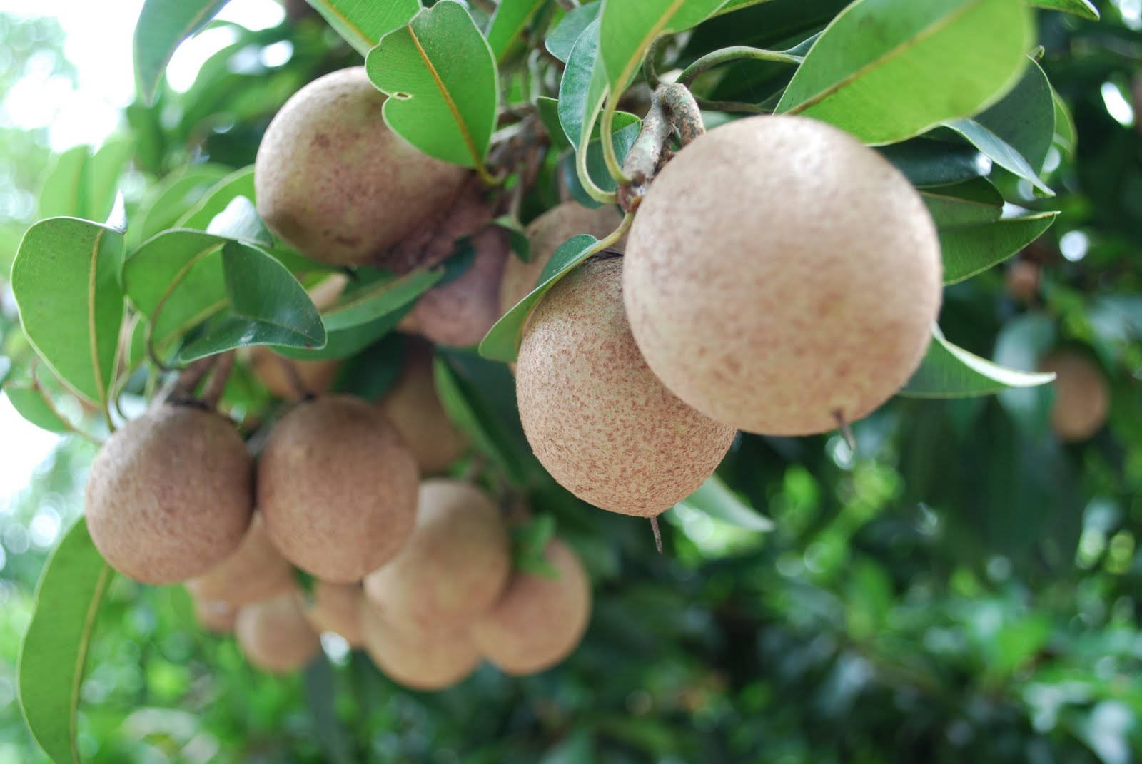 Caption: Hanging Sapodilla Fruit Bunches Wallpaper