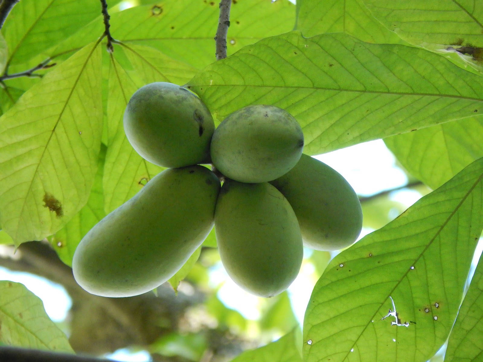 Caption: Lush Pawpaw Tree In Full Bloom Wallpaper