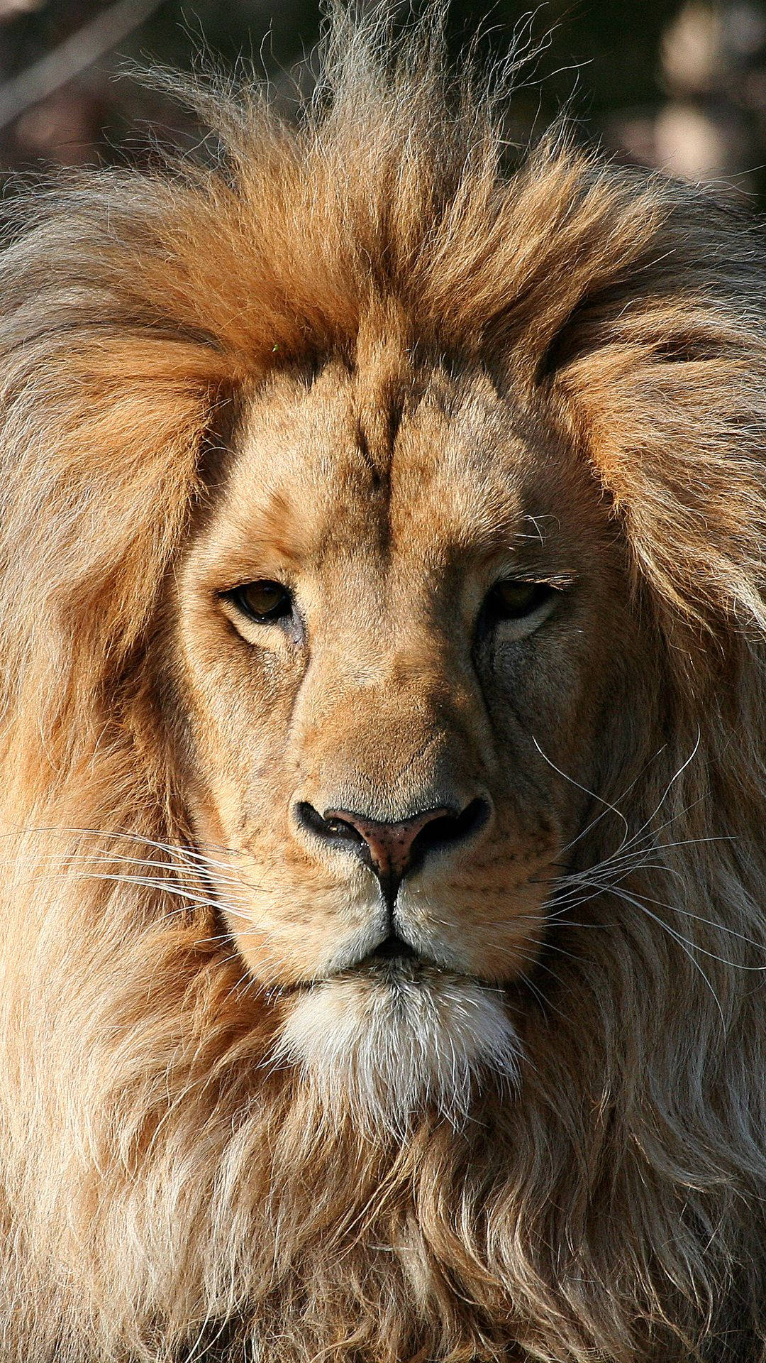 Caption: Majestic Lion Close-up - Iphone Wallpaper Wallpaper