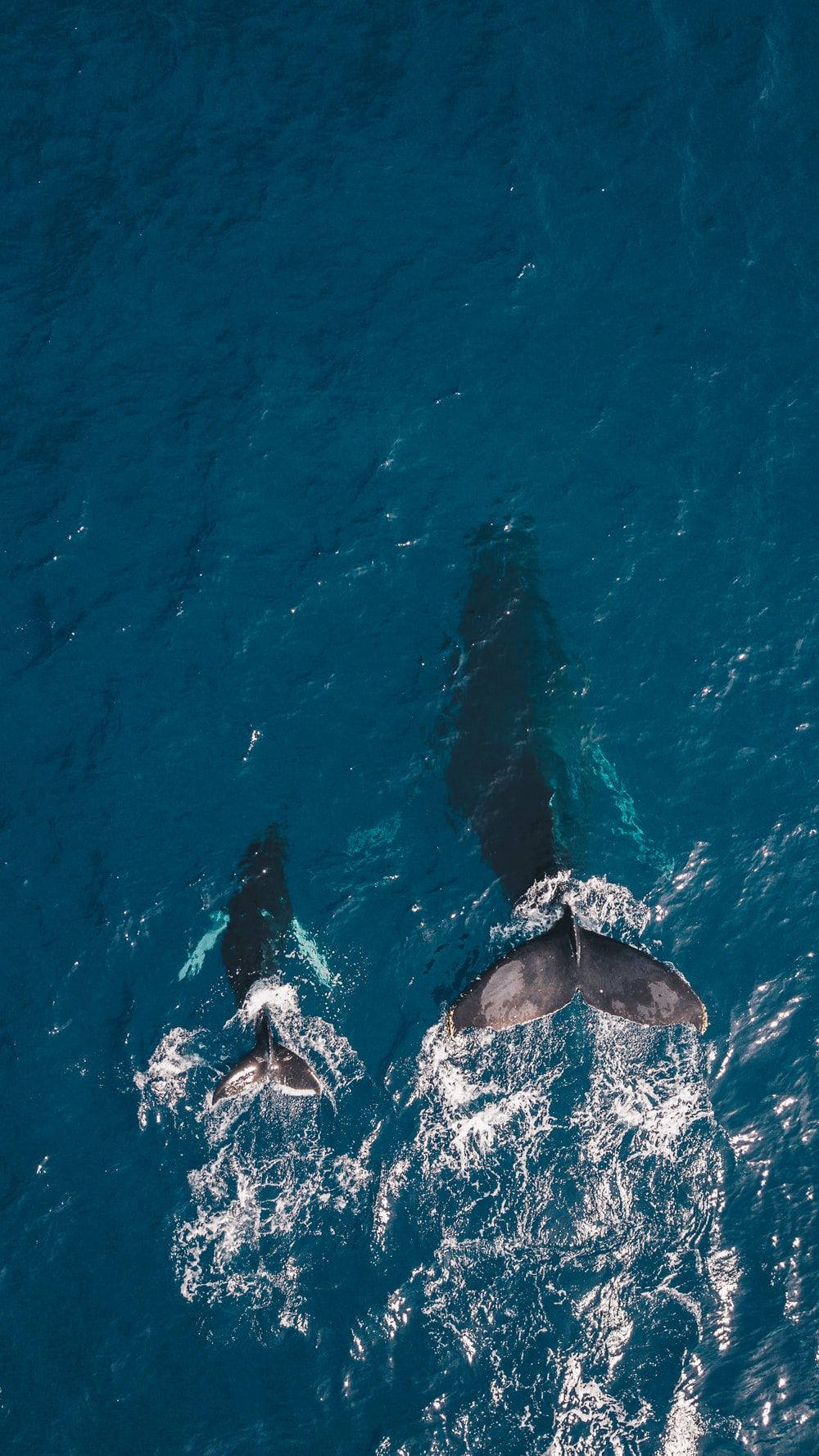 Caption: Majestic Whale In Open Waters Wallpaper