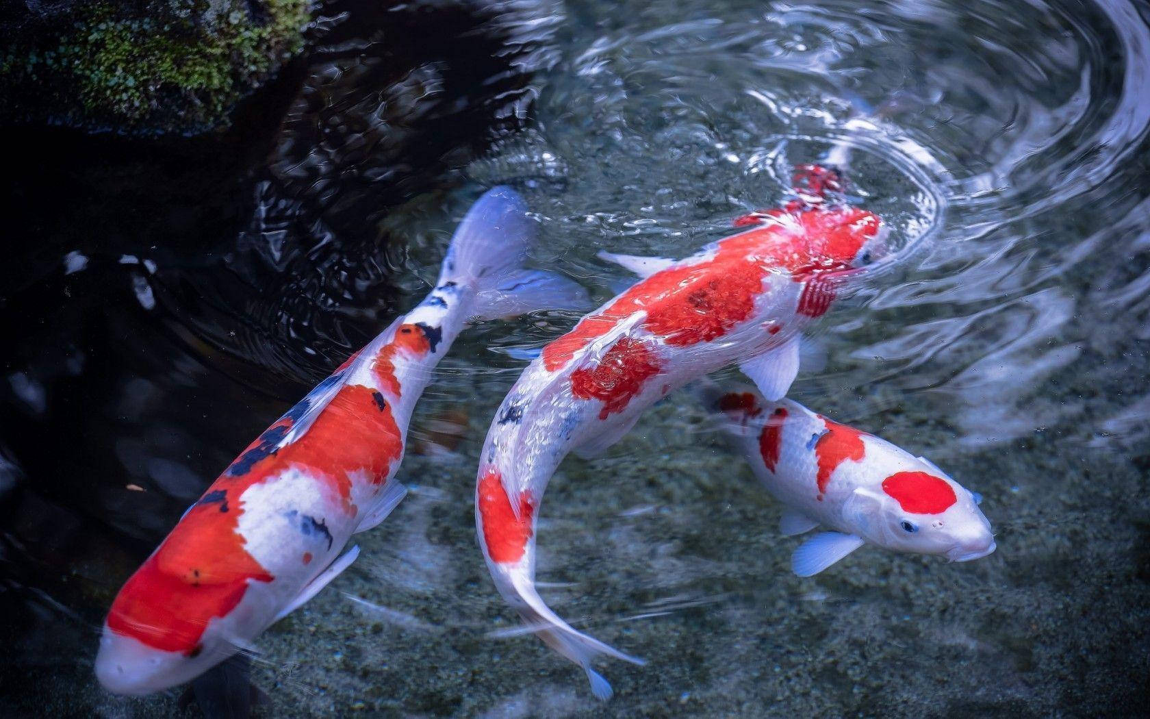 Caption: Peaceful Trio Of Vibrant Koi Fish Wallpaper