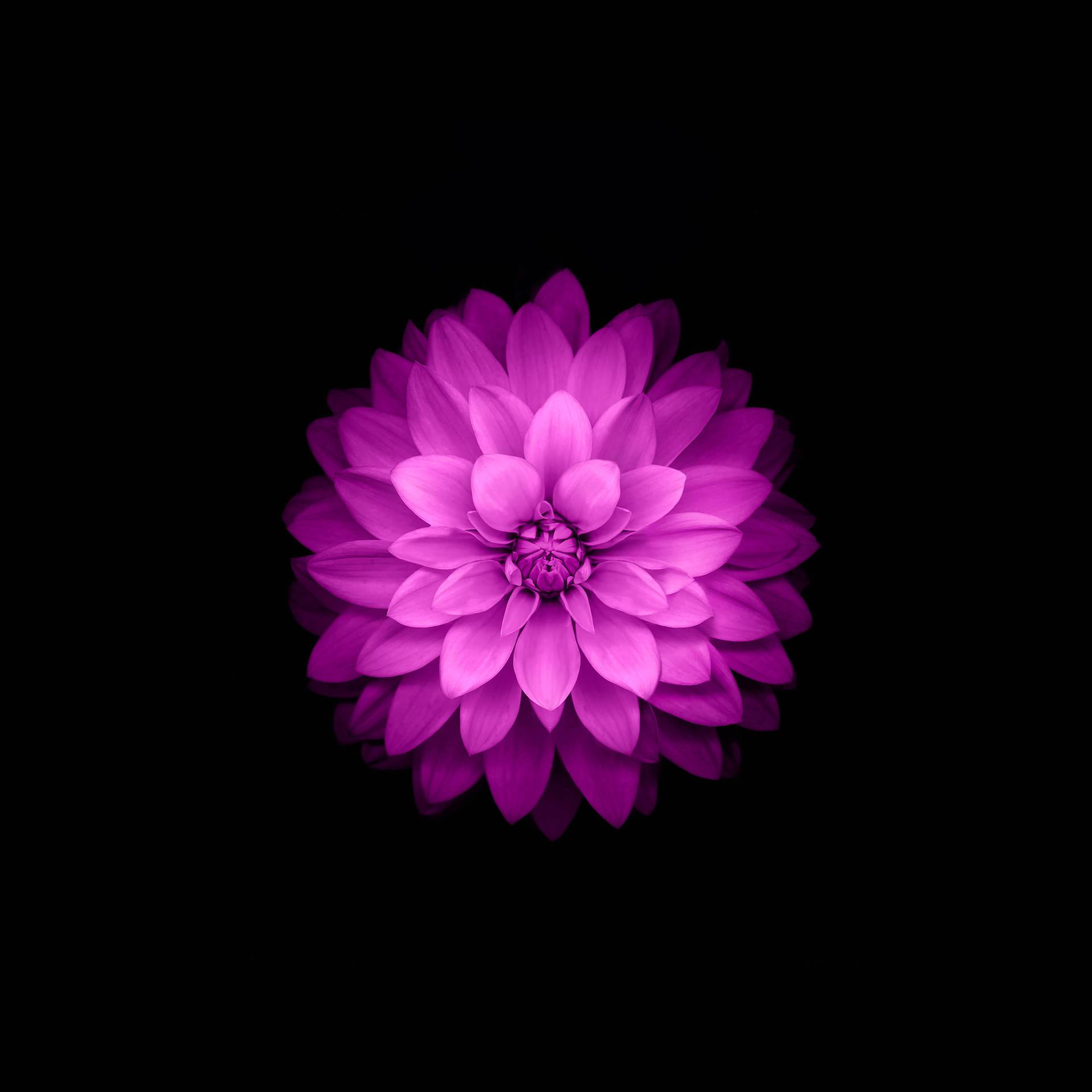 Download free Caption: Serene Pink Lotus Flower In Full Bloom Wallpaper -  MrWallpaper.com