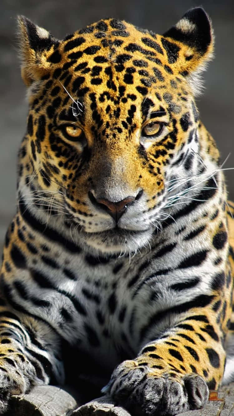Caption: Sprint Into Style With Cheetah Iphone Wallpaper Wallpaper