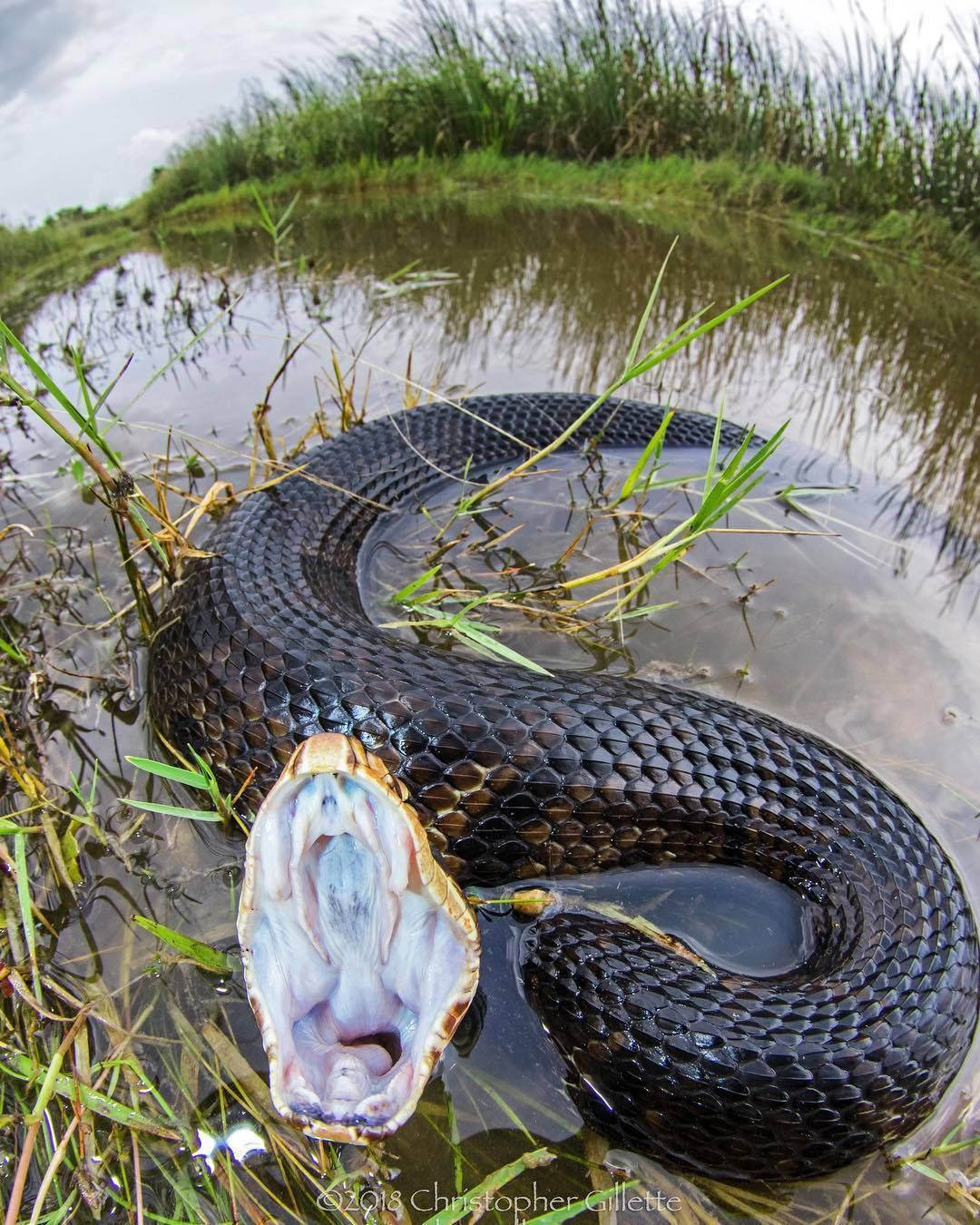 Caption: The Menacing Cottonmouth In Its Natural Habitat Wallpaper