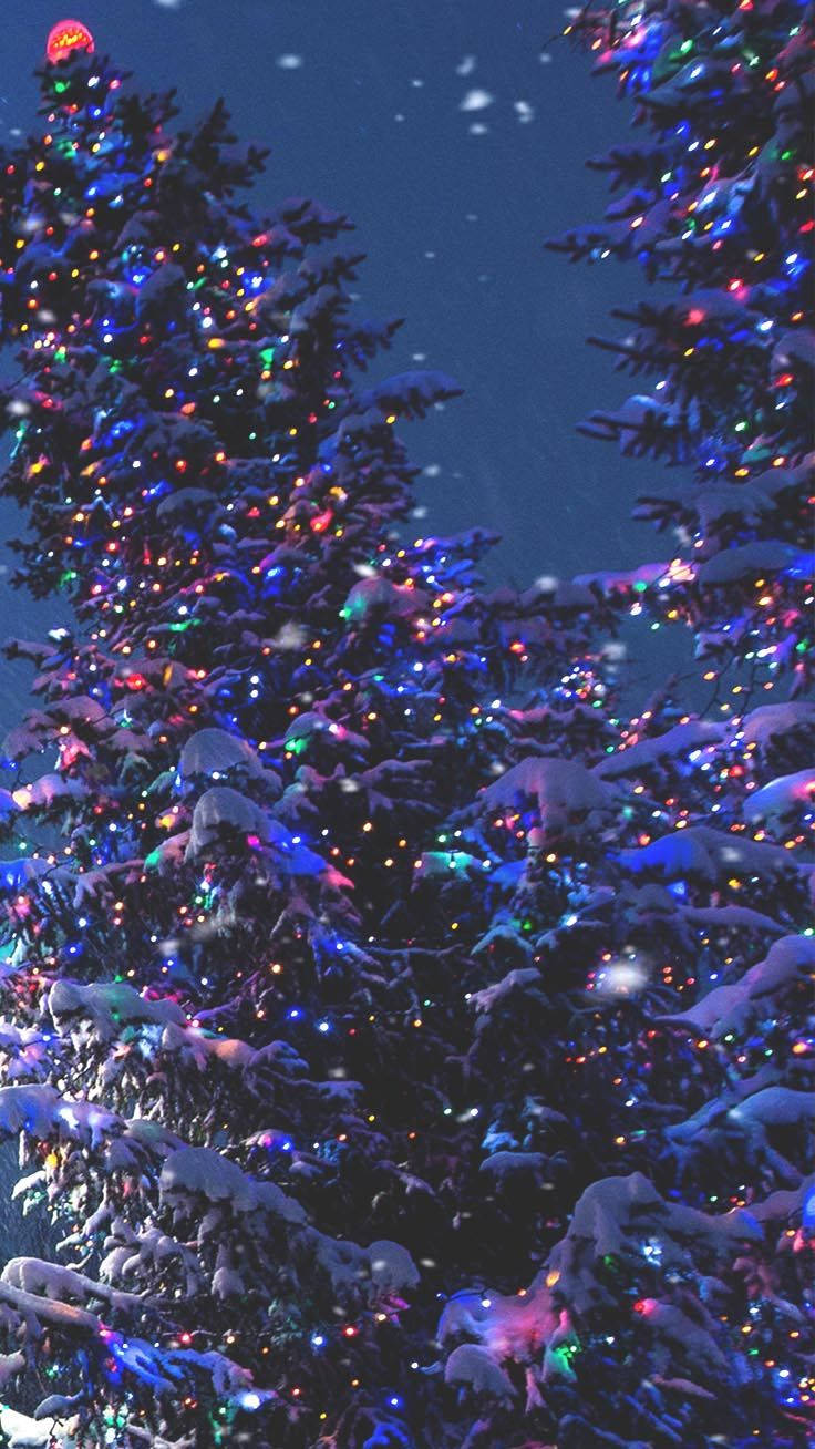 Caption: Twinkling Lights On Outdoor Christmas Trees Wallpaper