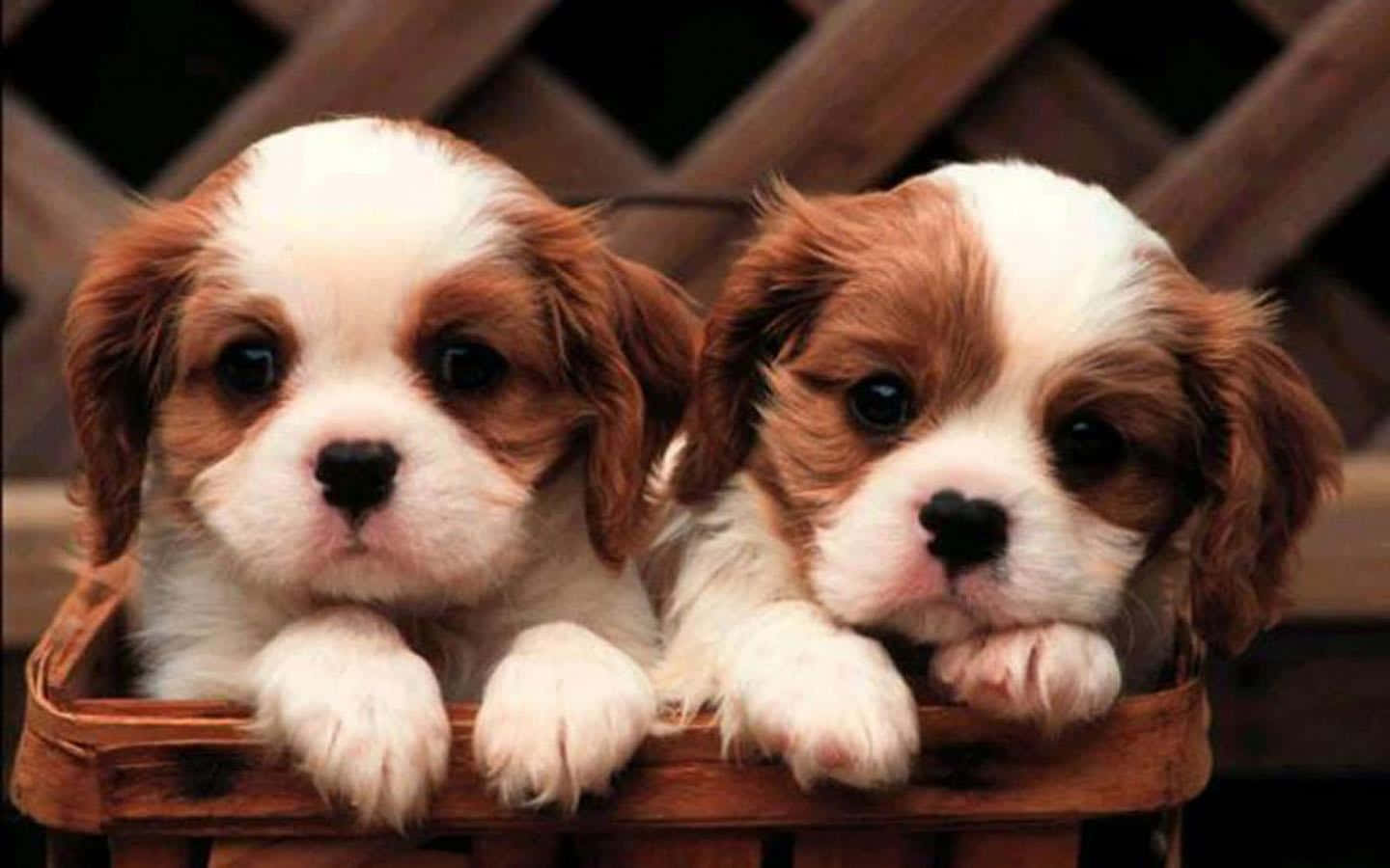 Caption: Two Cute Cavalier King Charles Spaniels Posing For A Portrait Wallpaper