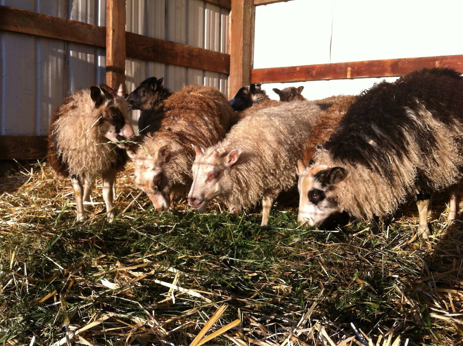 Caption: Vibrant Norwegian Sheep In A Pasture Wallpaper