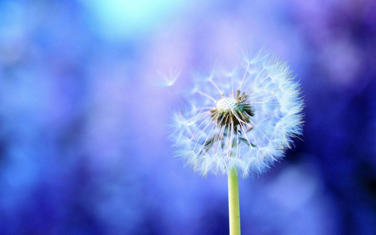 Captivating Dandelion Seeds In Full Bloom Wallpaper