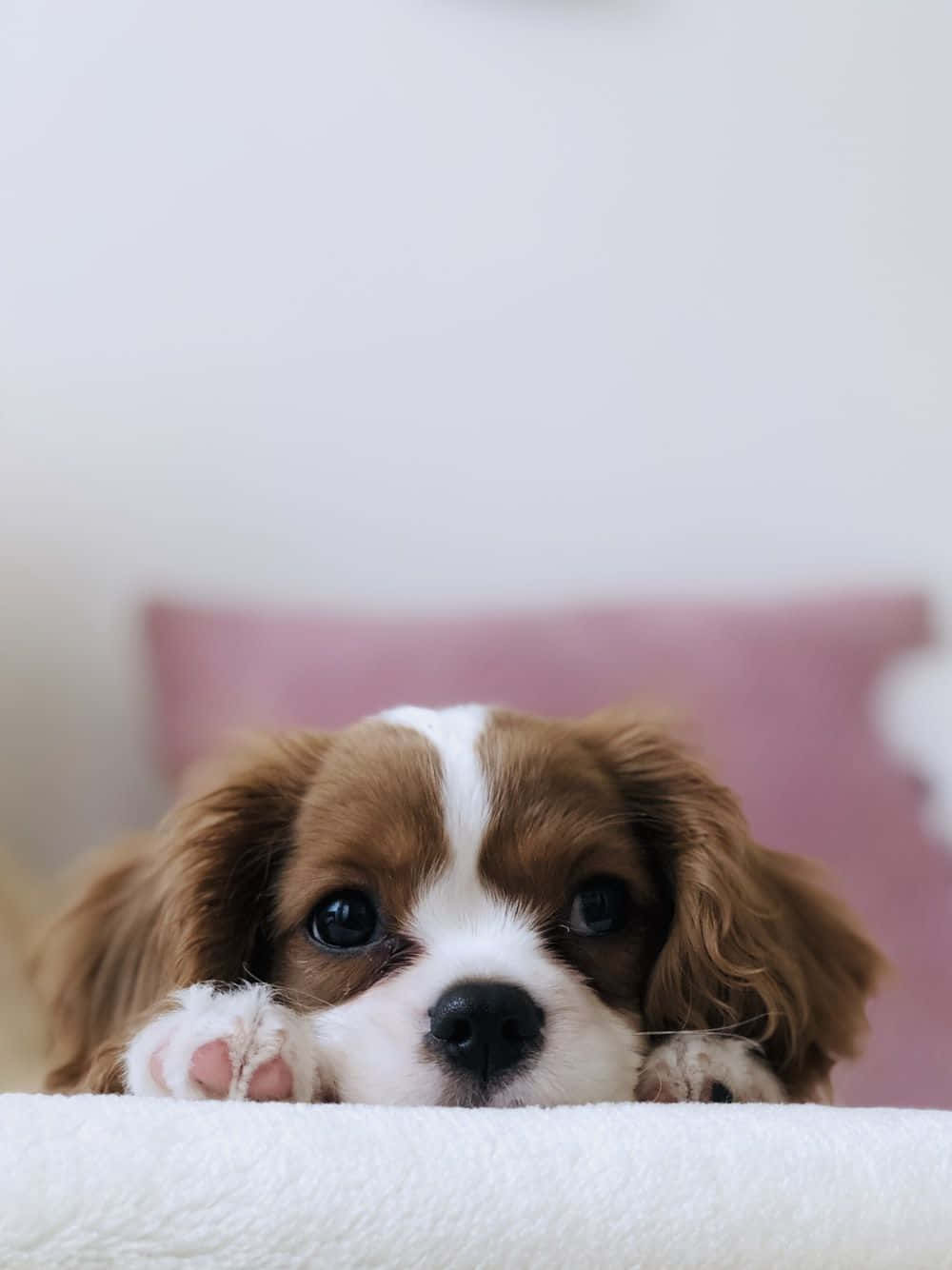 Captivating Gradient Of Brown And White Wallpaper