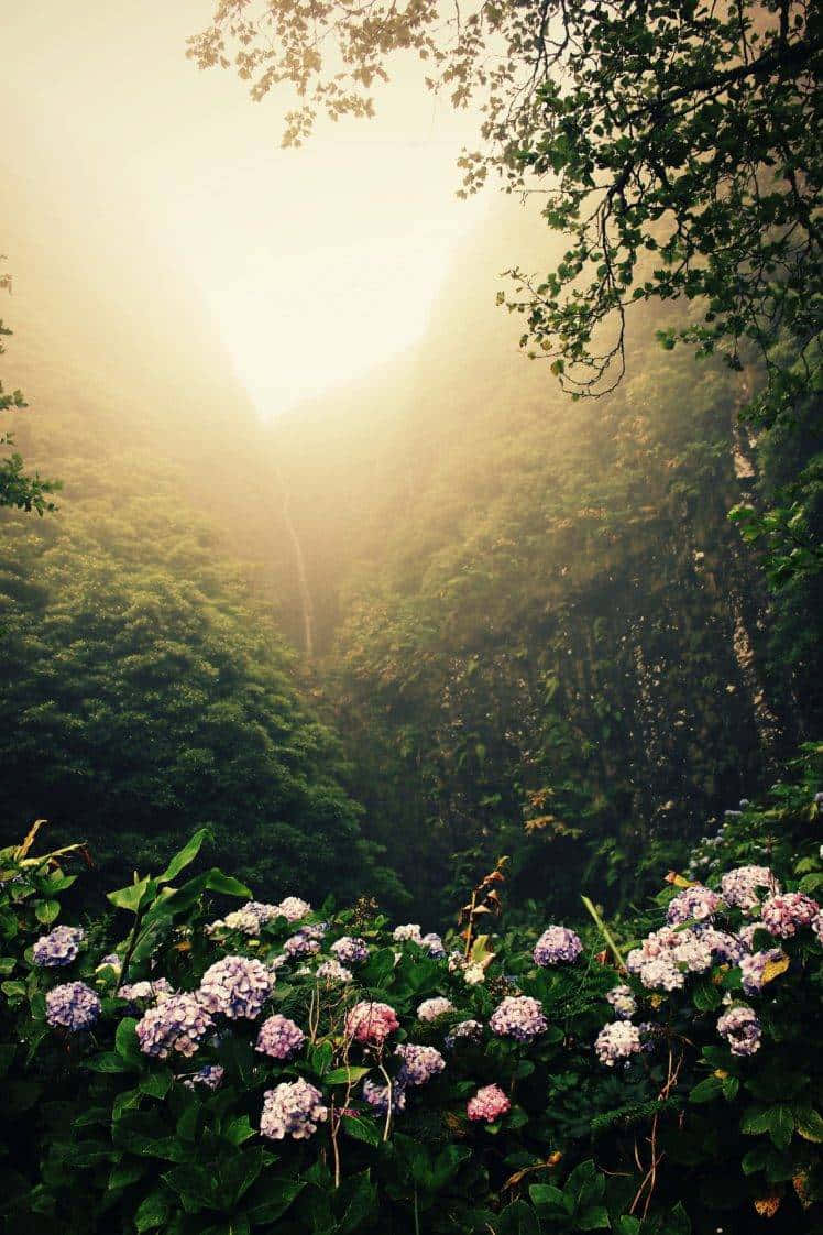 Captivating Portrait In A Rainforest Garden Wallpaper