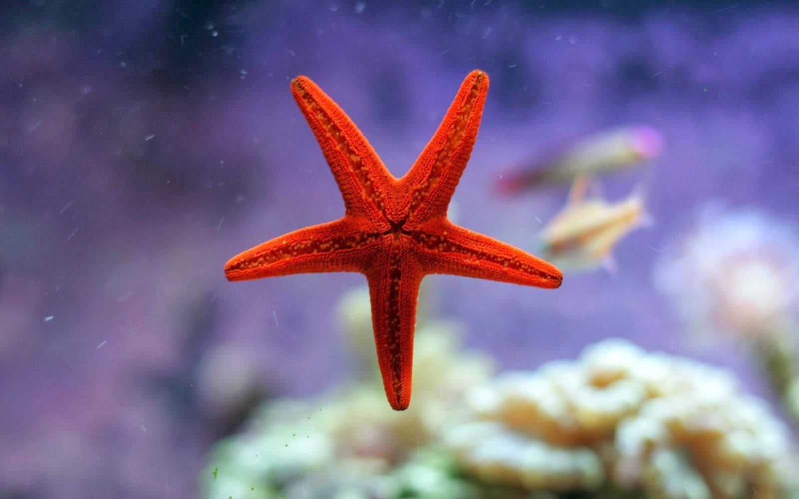 Captivating Red Starfish On Glass Wallpaper