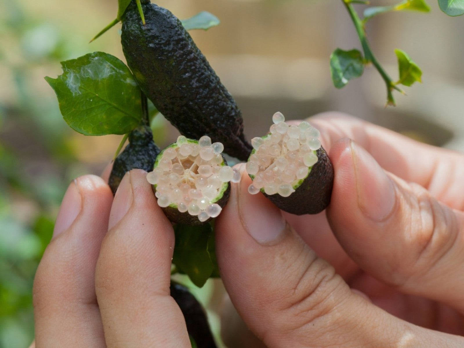 Captivating World Of Finger Limes Wallpaper