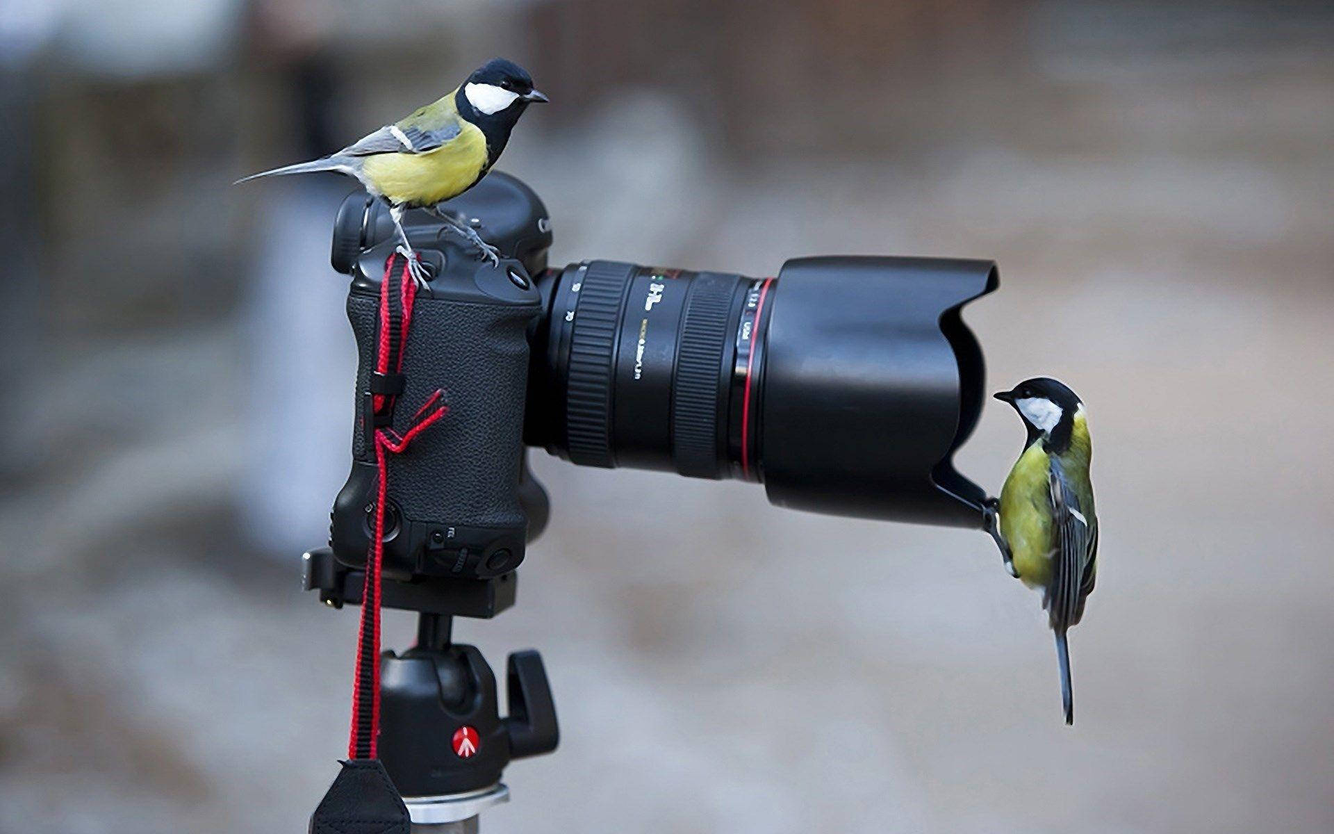 Capturing Nature's Wonders: Hd Camera With Birds Wallpaper