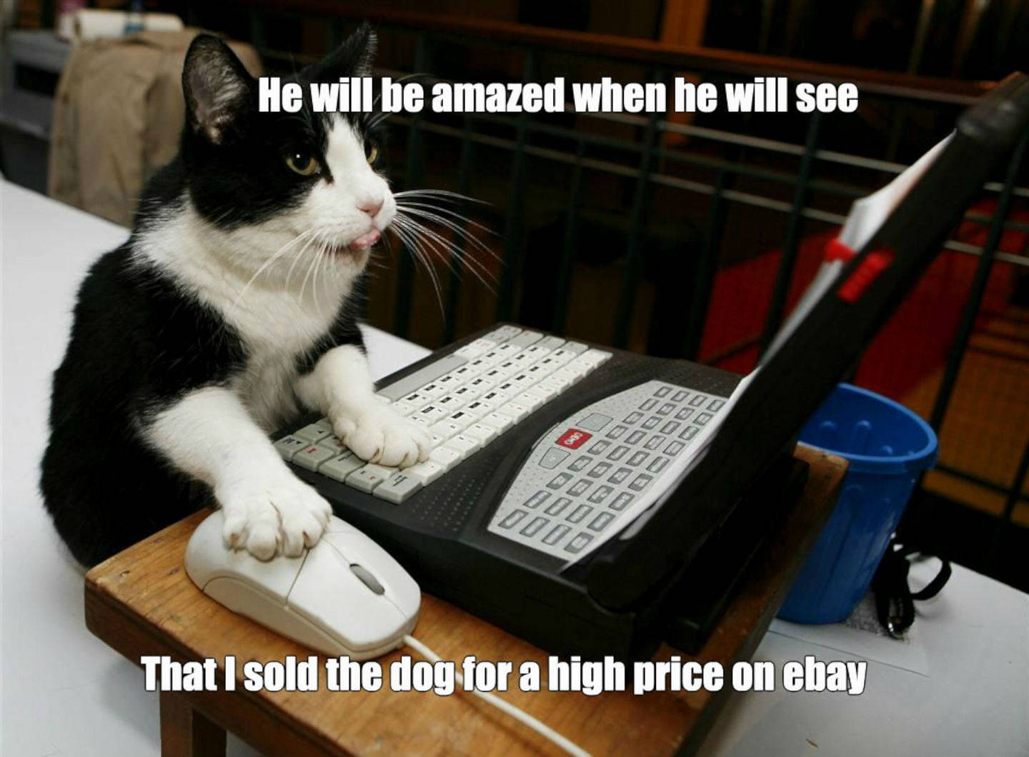 Cat Ebay Funny Meme Wallpaper