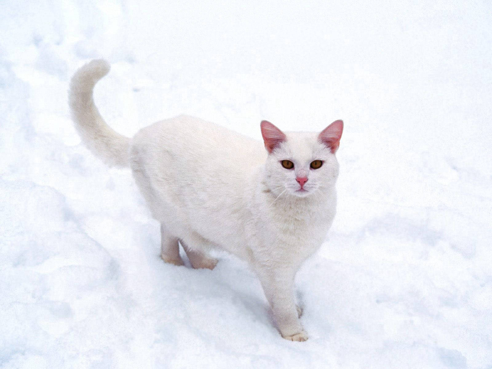 Cat, White, Snow, Frost Wallpaper